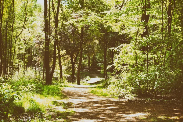Caminhada no campo com caminho sinuoso através de árvores — Fotografia de Stock