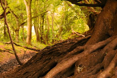 Yaz aylarında İngilizce woodland görüntülemek