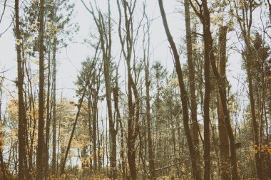 Bir ülke yolda ağaçların arasından görüntülemek