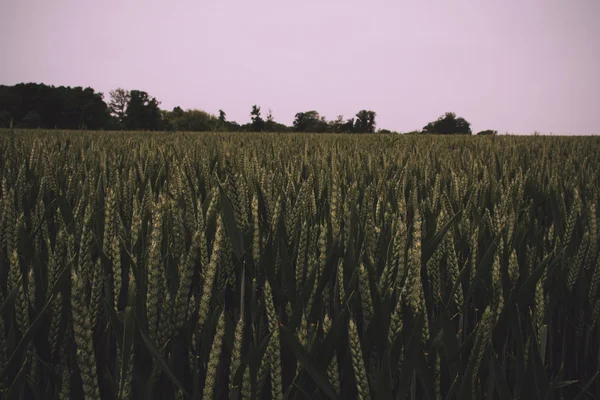 Πράσινο χωράφι με σιτάρι εξακολουθεί να αυξάνεται το καλοκαίρι ρετρό παλιάς χρονολογίας — Φωτογραφία Αρχείου