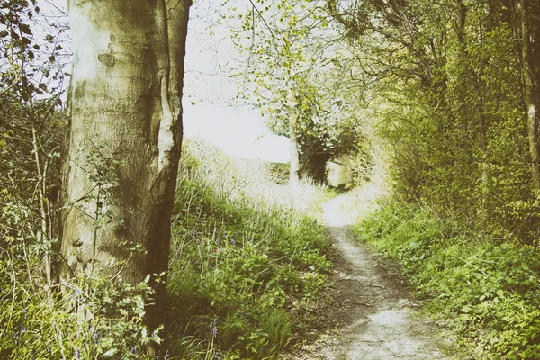 Zien door de bomen op een land-wandeling — Stockfoto