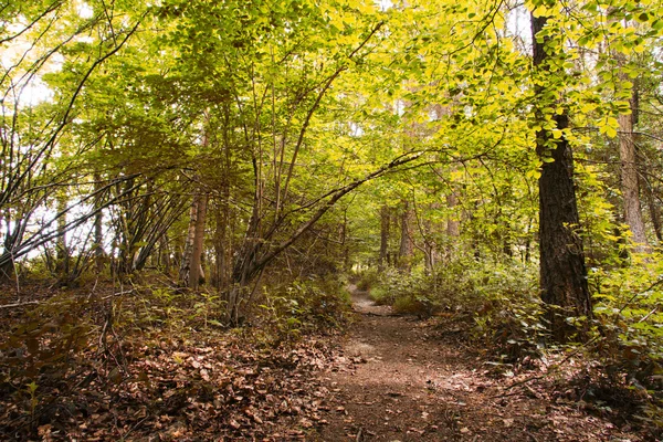 Camino del bosque inglés con el sol rompiendo las hojas — Foto de Stock