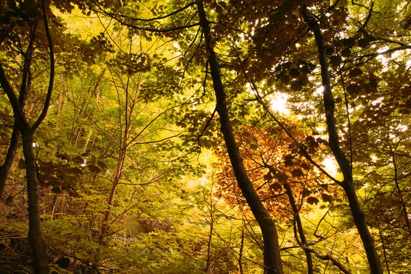 Ver a través de bosques ingleses en el verano — Foto de Stock