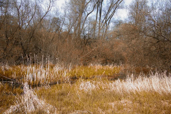 Zien door de bomen op een land-wandeling — Stockfoto