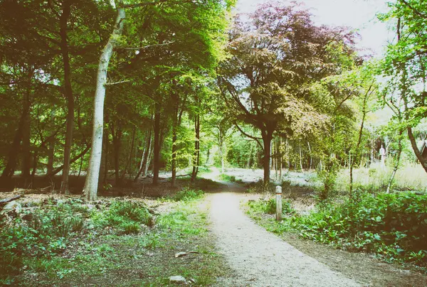 Landsbygden promenad med vägen slingrar sig genom träden — Stockfoto