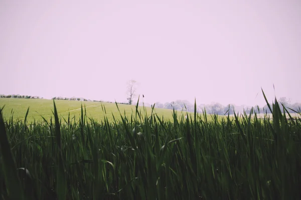 Vista sul paesaggio Chilterns nel Buckinghamshire, Inghilterra Vi — Foto Stock