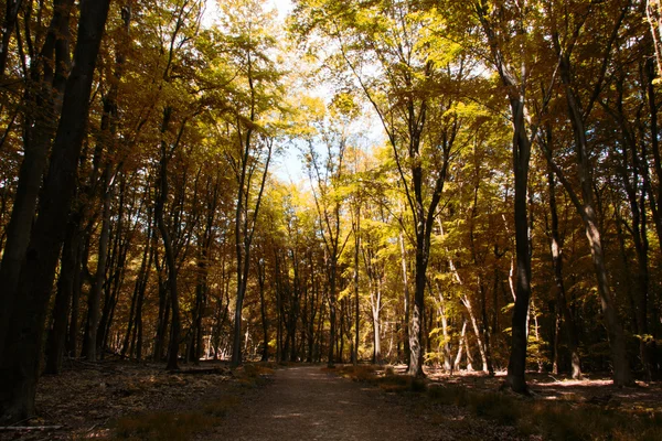 Promenade à la campagne avec sentier serpentant à travers les arbres — Photo