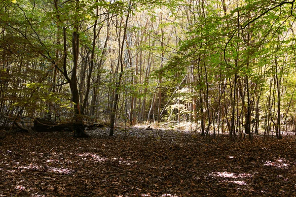 Kijkend door de bomen in een Engelse hout — Stockfoto