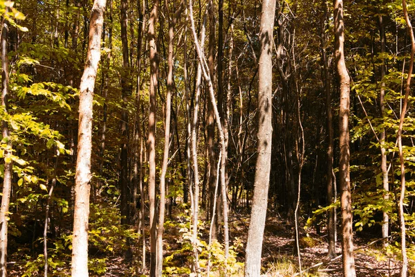Patrząc przez drzewa w angielski drewno — Zdjęcie stockowe