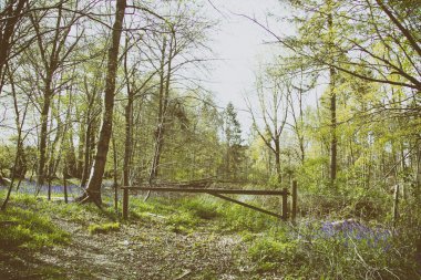 Bir ülke yolda ağaçların arasından görüntülemek