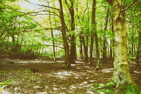 Bela floresta inglesa em uma manhã de primavera — Fotografia de Stock