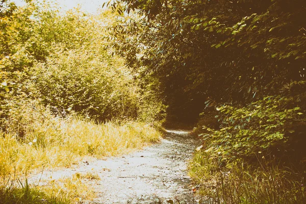 İngilizce bir ahşap ağaçlarda geçmekte yolu — Stok fotoğraf