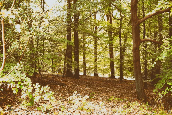 영어 나무에서 나무를 통해 빛나는 태양 — 스톡 사진