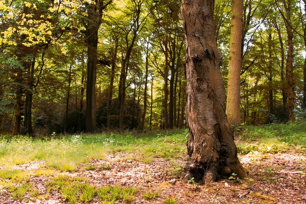 Engelska skogsmark i tidig morgonsolen — Stockfoto