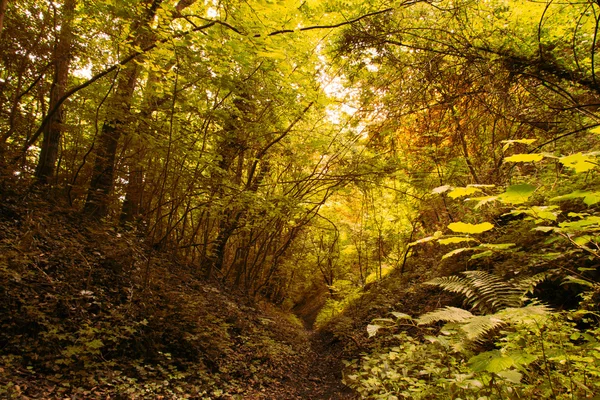 Вид через английский лес в летнее время — стоковое фото