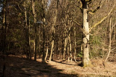 bir yürüyüş throug ağaçlar