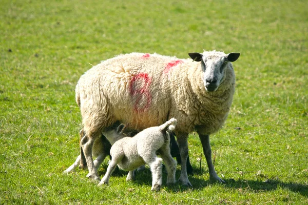 Corderos de primavera con su madre —  Fotos de Stock