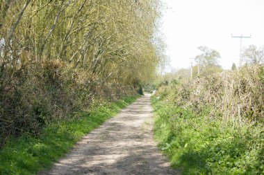 Ağaçların arasından bir yürüyüş