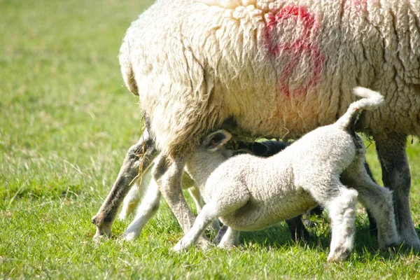 Corderos de primavera con su madre —  Fotos de Stock