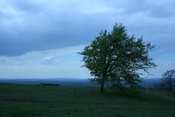 Árbol único de pie contra el paisaje —  Fotos de Stock