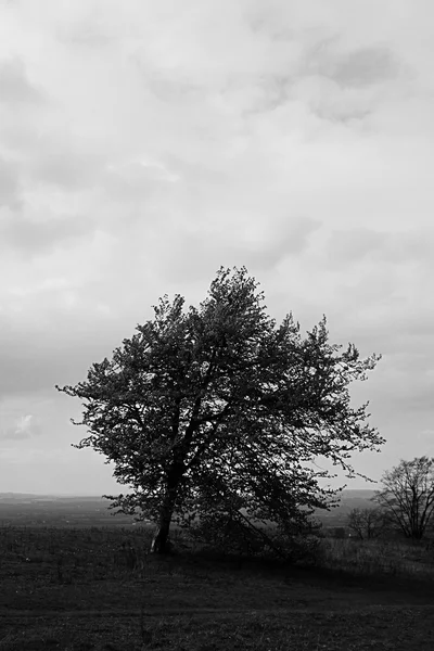 Árbol único de pie contra el paisaje —  Fotos de Stock