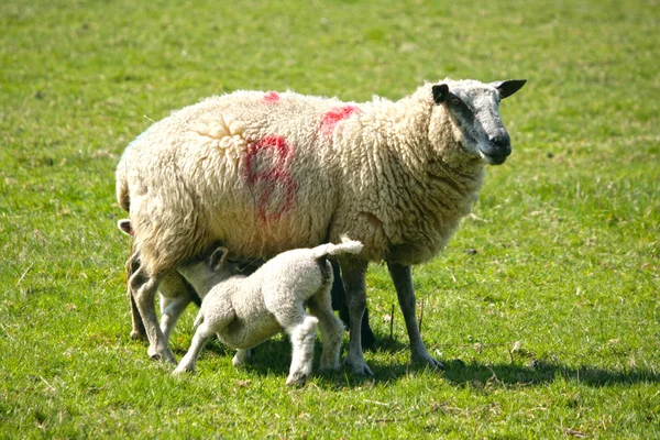 Corderos de primavera con su madre —  Fotos de Stock