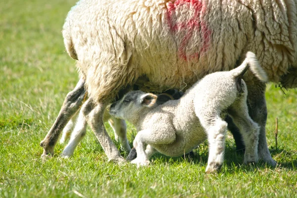 Corderos de primavera con su madre —  Fotos de Stock