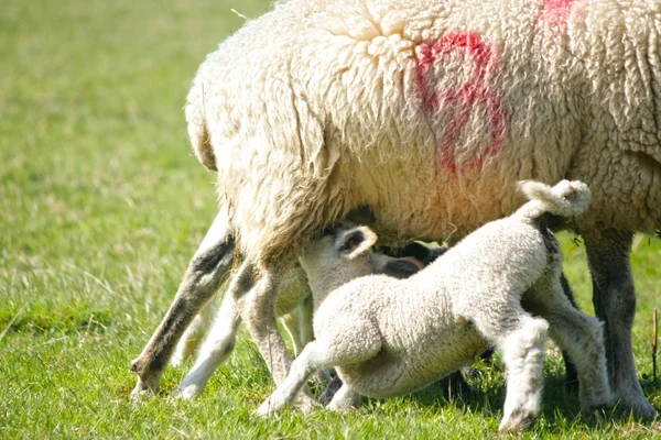 Corderos de primavera con su madre —  Fotos de Stock