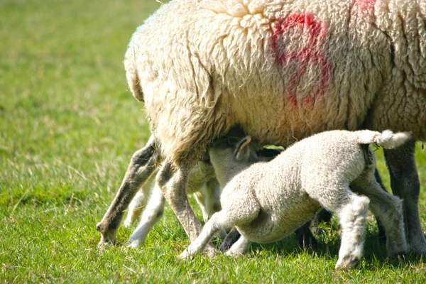 Corderos de primavera con su madre —  Fotos de Stock