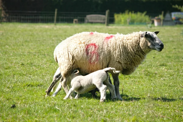 Spring lambs with their mum — Stock Photo, Image