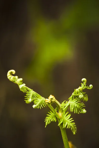 New fern leaves beginning to open — Stock Photo, Image
