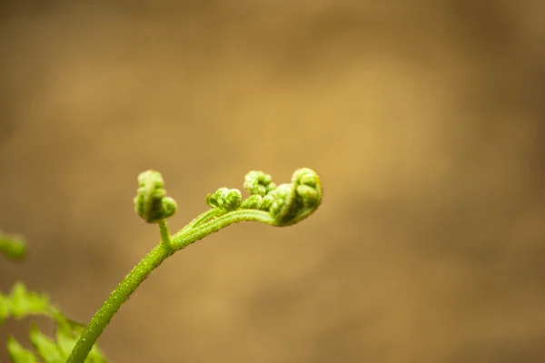 New fern leaves beginning to open — Stock Photo, Image