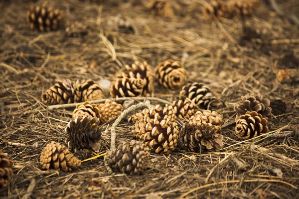 Cones de pinheiro no chão da floresta — Fotografia de Stock