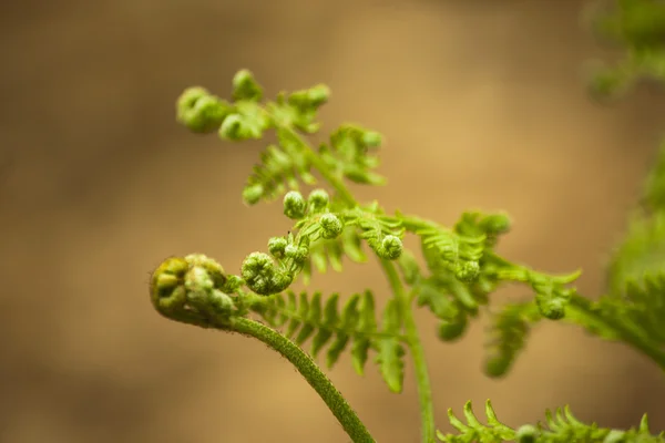 Nuove foglie di felce cominciano ad aprirsi — Foto Stock