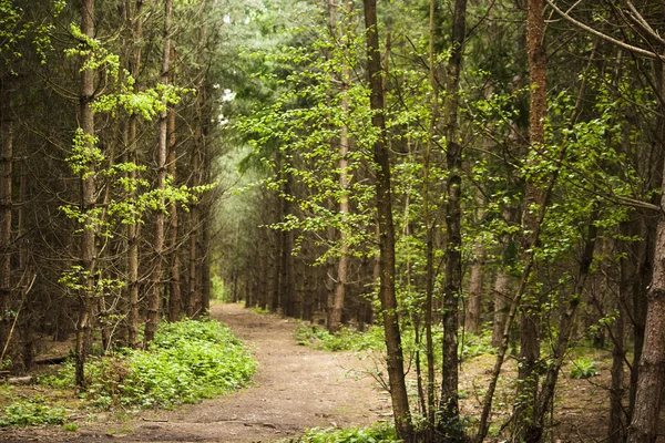 A Walk Through The Trees — Stock Photo, Image