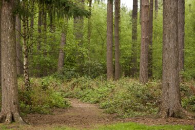 Ağaçların arasından bir yürüyüş