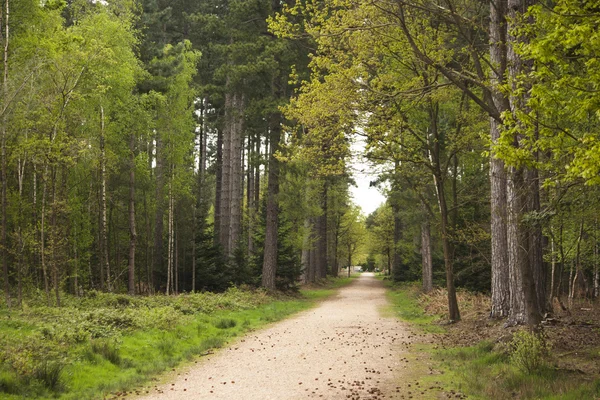 Un paseo por los árboles — Foto de Stock