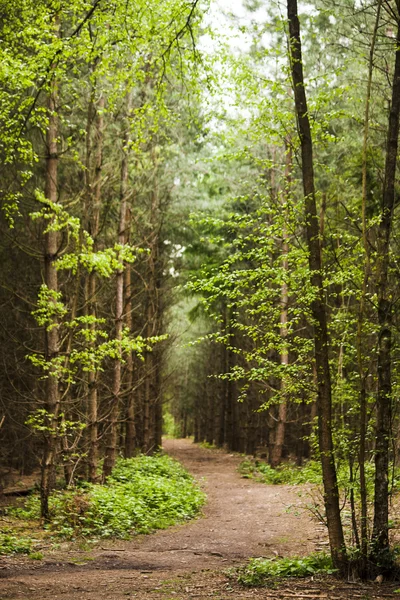 Un paseo por los árboles — Foto de Stock