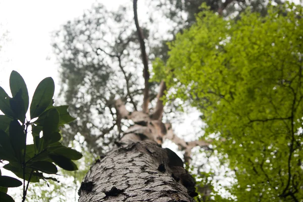 View up to the top — Stock Photo, Image