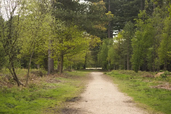 Un paseo por los árboles — Foto de Stock