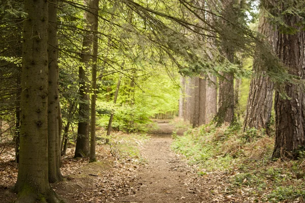 Un paseo por los árboles — Foto de Stock