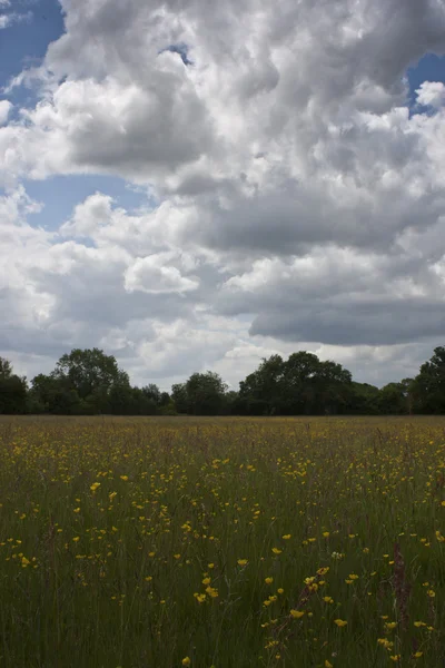 Campo Inglês, Holmer Green, Buckinghamshire — Fotografia de Stock