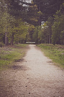 Ağaçların arasından yürü