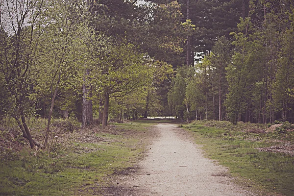 Caminar a través de los árboles — Foto de Stock