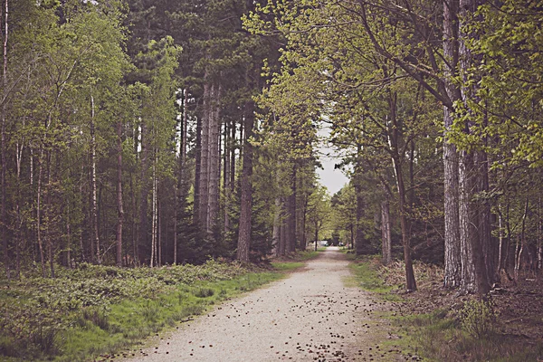 Walk Through The Trees — Stock Photo, Image