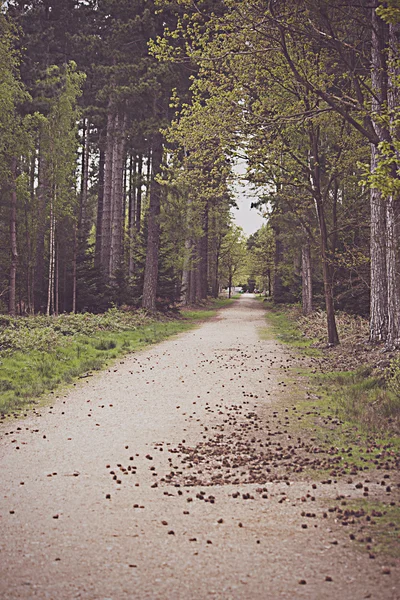 Promenade dans les arbres — Photo