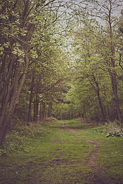 Promenade dans les arbres — Photo