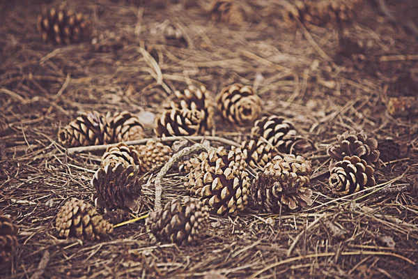 Cones de pinheiro no chão da floresta — Fotografia de Stock