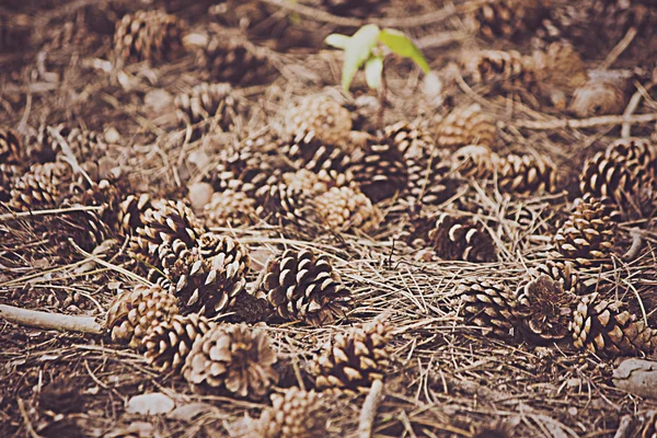 Pine cones on woodland floor — Stock Photo, Image
