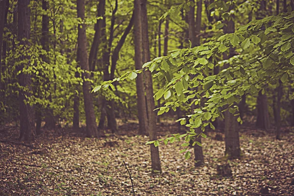 Ağaçların arasından yürü — Stok fotoğraf